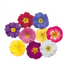 Примула полиантовая Супернова Микс [100 шт] - ООО «Семена Тут»