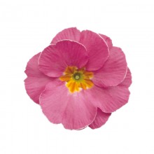 Примула полиантовая Супернова Пинк [100 шт] - ООО «Семена Тут»