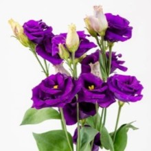 Эустома Крома 2 Пурпл [100 драже] - ООО «Семена Тут»