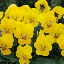 Виола рогатая Флорал Пауэр F1 Еллоу Сюрприз [1000 шт] - ООО «Семена Тут»