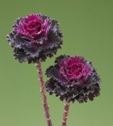 Капуста декоративная Крейн Раффл Ред [100 шт] - ООО «Семена Тут»