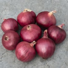 Лук репчатый Ред Булл F1 - ООО «Семена Тут»