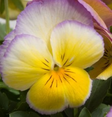 img-1: Виола крупноцветковая Ультима Редиенс Лилак [1000 шт] - ООО «Семена Тут»