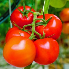 Томат Реформа F1 - ООО «Семена Тут»