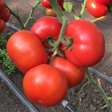 Томат Рестлер F1 - ООО «Семена Тут»