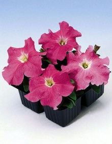 Петуния грандифлора Танго Роуз [1000 драже] - ООО «Семена Тут»
