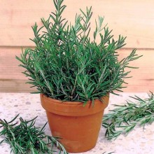 Розмарин [100 м/драже] - ООО «Семена Тут»