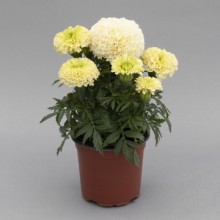 img-1: Бархатцы прямостоячие Вайтголд Мини [1000 шт] - ООО «Семена Тут»