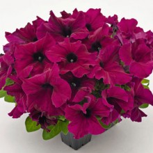 Петуния грандифлора Саксесс Эйч Ди Бургунди [1000 драже] - ООО «Семена Тут»