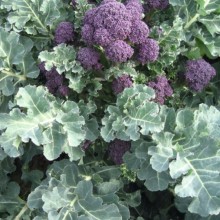 Капуста брокколи Санти F1 - ООО «Семена Тут»