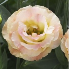 Эустома Крома 2 Шампань [100 драже] - ООО «Семена Тут»