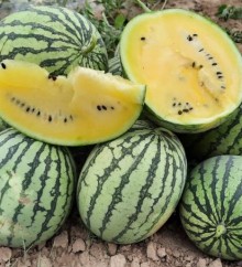 img-1: Арбуз Шампань F1 - ООО «Семена Тут»