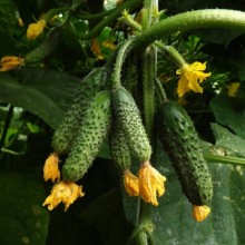 Огурец Шкипер F1 - ООО «Семена Тут»