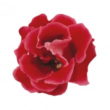 img-1: Глоксиния Брокад F1 Ред  [1000 драже] - ООО «Семена Тут»