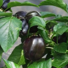 Перец декоративный Сириус [10 шт] - ООО «Семена Тут»