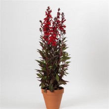 img-1: Лобелия прекрасная Старшип Скарлет Бронз Лиф [500 драже] - ООО «Семена Тут»