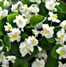 Бегония вечноцветущая махровая Фиона Вайт [100 драже] - ООО «Семена Тут»