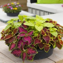 Колеус Файрвей Микс [100 шт] - ООО «Семена Тут»