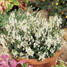 img-1: Ангелония Серена Вайт [100 драже] - ООО «Семена Тут»