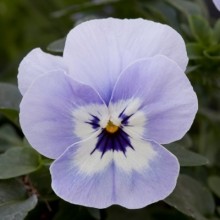 Виола ампельная Фрифолл F1 Марина [1000 шт] - ООО «Семена Тут»