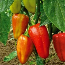 Перец Тацит F1 - ООО «Семена Тут»