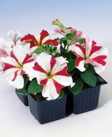 Петуния грандифлора Танго Ред Стар [100 драже] - ООО «Семена Тут»