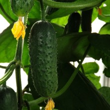 Огурец Терек F1 - ООО «Семена Тут»