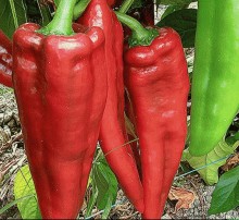 Перец Тесео F1 - ООО «Семена Тут»