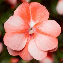 Бальзамин новогвинейский Флорифик F1 Свит Оранж [1000 шт] - ООО «Семена Тут»