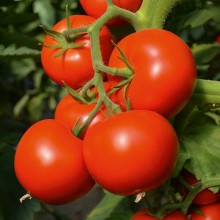 Томат Опера F1 - ООО «Семена Тут»