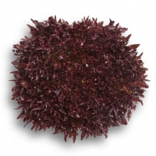 Салат Триплекс - ООО «Семена Тут»