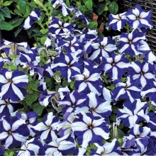 Петуния грандифлора Тритуния Блю Стар [100 драже] - ООО «Семена Тут»