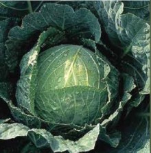 Капуста белокочанная Тундра F1 - ООО «Семена Тут»