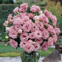 Эустома АБС 1 Дип Роуз [1000 драже] - ООО «Семена Тут»