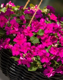 img-1: Бальзамин Имара F1 Пурпл [1000 шт] - ООО «Семена Тут»