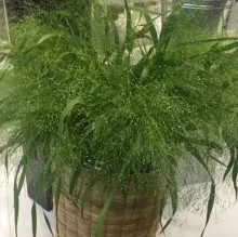 img-1: Просо Фростед Эксплоужн [100 м/драже] - ООО «Семена Тут»