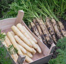 img-1: Морковь Вайт Сатин F1 (фракция: 1,8-2,0 мм) - ООО «Семена Тут»