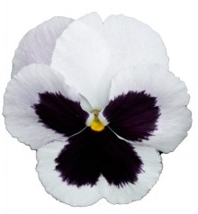 Виола крупноцветковая Премьер Вайт виз блоч [1000 шт] - ООО «Семена Тут»