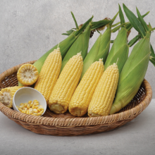 Кукуруза Фрагман F1 - ООО «Семена Тут»