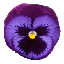 Виола крупноцветковая Премьер Блю джинс [1000 шт] - ООО «Семена Тут»