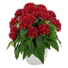 Пентас Граффити Дип Ред [500 драже] - ООО «Семена Тут»