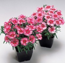 Гвоздика китайская Карпет Ориентал [100 шт] - ООО «Семена Тут»