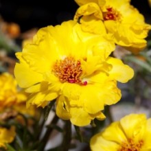 Портулак Сан Дейз Еллоу [1000 шт] - ООО «Семена Тут»