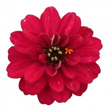 Цинния Профьюжен Дабл Хот Черри [100 шт] - ООО «Семена Тут»