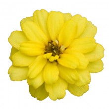 Цинния Профьюжен Дабл Еллоу [5000 шт] - ООО «Семена Тут»