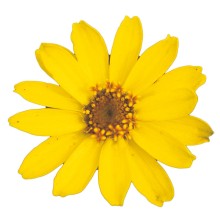 Цинния Профьюжен Еллоу [1000 шт] - ООО «Семена Тут»