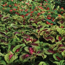 img-1: Колеус Конг Роуз [100 драже] - ООО «Семена Тут»