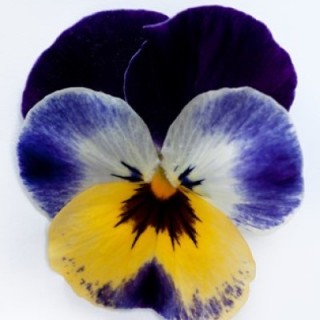 img-0: Виола рогатая Флорал Пауэр F1 Джолли Фейс [1000 шт] - ООО «Семена Тут»