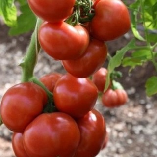 img-0: Томат Рафинад F1 (инкруст. семена) - ООО «Семена Тут»