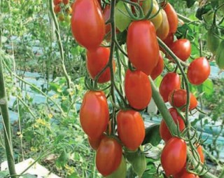 Томат V328 F1 - ООО «Семена Тут»